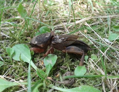 Miniatura: Zamiast kopać, wlewam to do ziemi. Turkuć...