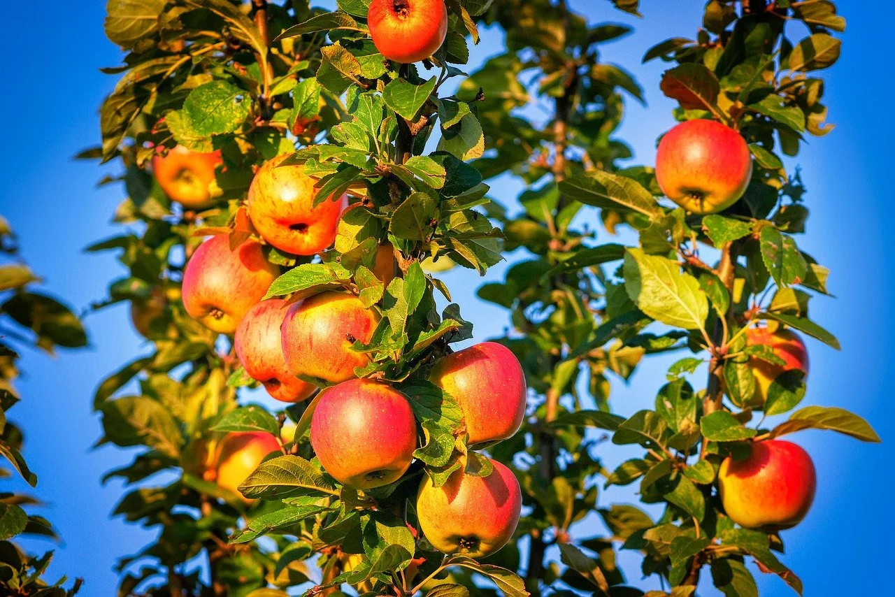 Jabłka – ile o nich wiesz?