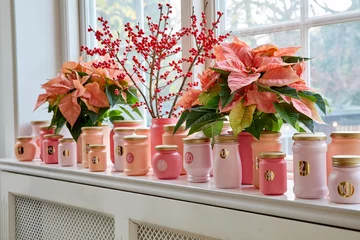 Poinsecja znana także jako gwiazda betlejemska 