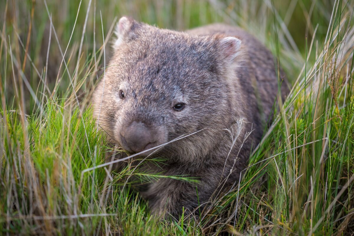 Wombat 