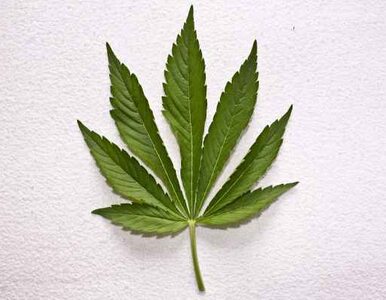 Miniatura: Waszyngton legalizuje marihuanę