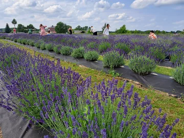 Lawendowa Siwianka, plantacja lawendy pod Warszawą 