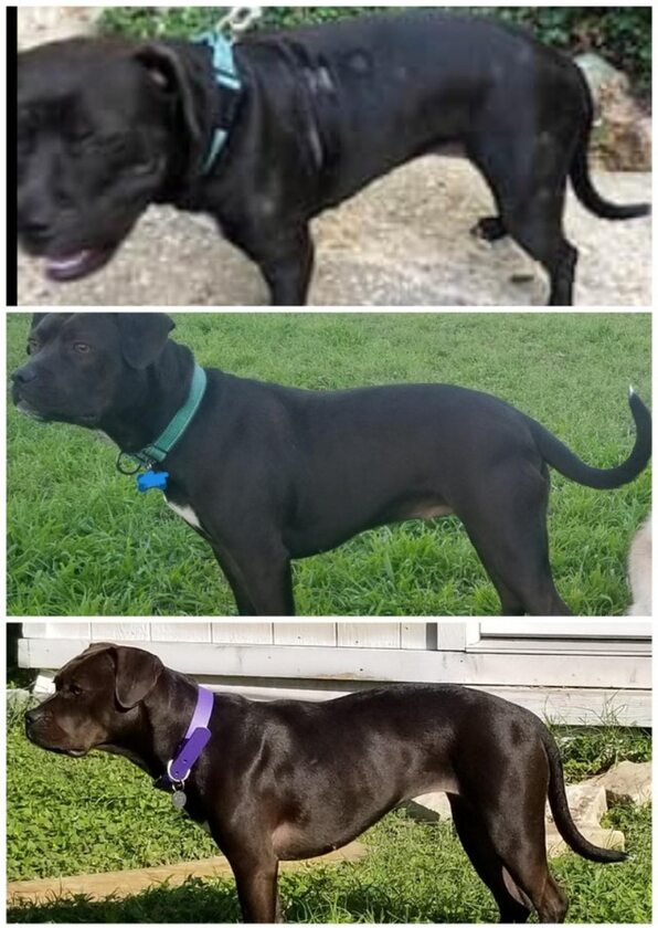 Przed i po adopcji 