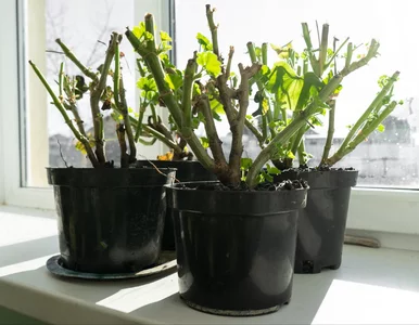 Miniatura: Wsadź obierki do słoika. Tak zaczynamy...