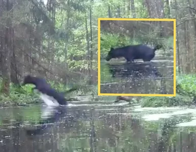 Miniatura: W Polsce zaobserwowano czarne wilki. Czy...