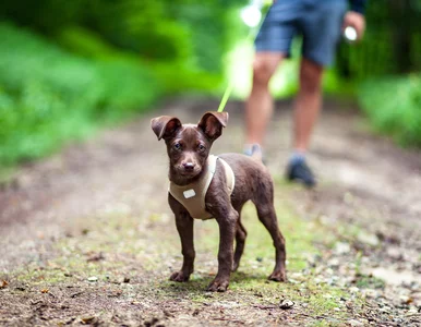 Miniatura: Muchy zostawiają larwy w oczach psa,...