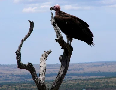 Miniatura: Sępy szpiegują Arabów dla Izraela?