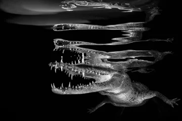 Crocodile Reflections 