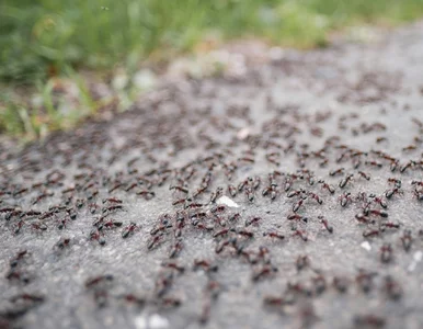 Miniatura: Wypowiadasz wojnę mrówkom w ogrodzie?...