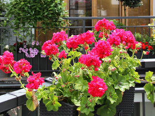 Pelargonie na balkonie