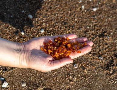 Miniatura: Wyjątkowe zbiory nad morzem. „Złoto...