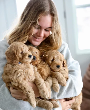 Psy rasy Golden Retriever 