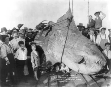 Samogłów wyłowiony w 1910 u wybrzeży Kalifornii Osobnik na zdjęciu ważył ok. 1,6 tony.