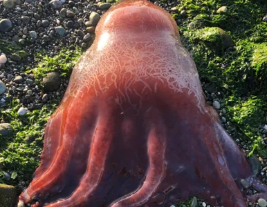 Miniatura: Wampirzyca piekielna wyrzucona na plażę?...