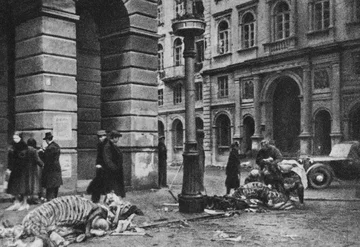 Okolice Pałacu Staszica przy Nowym Świecie. Widoczne są końskie szkielety. W obliczu walk i problemów zaopatrzeniowych żadne mięso nie mogło się zmarnować, także zabitych koni... 