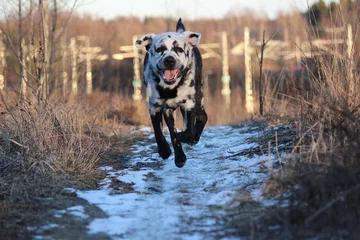 Labrador Blaze 