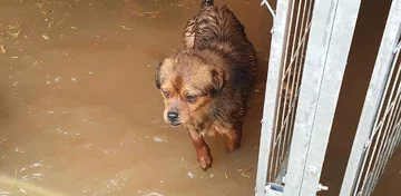 Schronisko dla zwierząt „Czekadełko” 