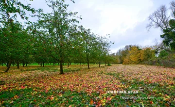 Sad w Clonmel po przejściu huraganu Ophelia 