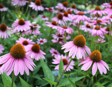 Miniatura: Ogrodnicy sieją jeżówki właśnie teraz. Ten...