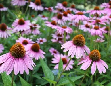 Miniatura: Ogrodnicy sieją jeżówki właśnie teraz. Ten...