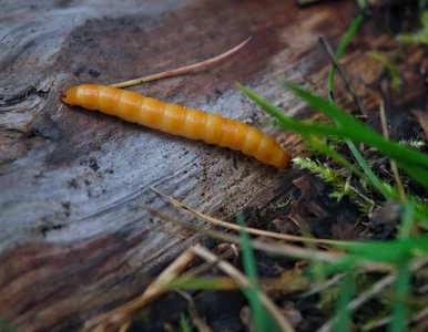 Miniatura: Drążą tunele w korzeniach pomidorów,...