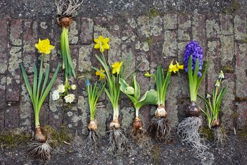 Hiacynty, hyacinthus orientalis