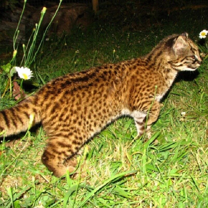 Ocelot chilijski 