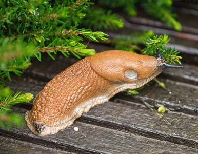 Miniatura: Ściółkuję grządki po zbiorach, ale teraz...