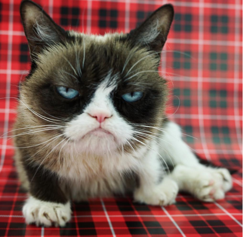 Grumpy Cat 