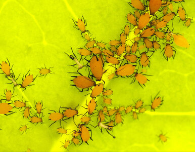 Miniatura: Spryskaj mszyce na ostro. Pikantna...