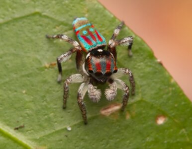 Miniatura: Pająki pawie zadziwiają tańcem. Ich DNA...