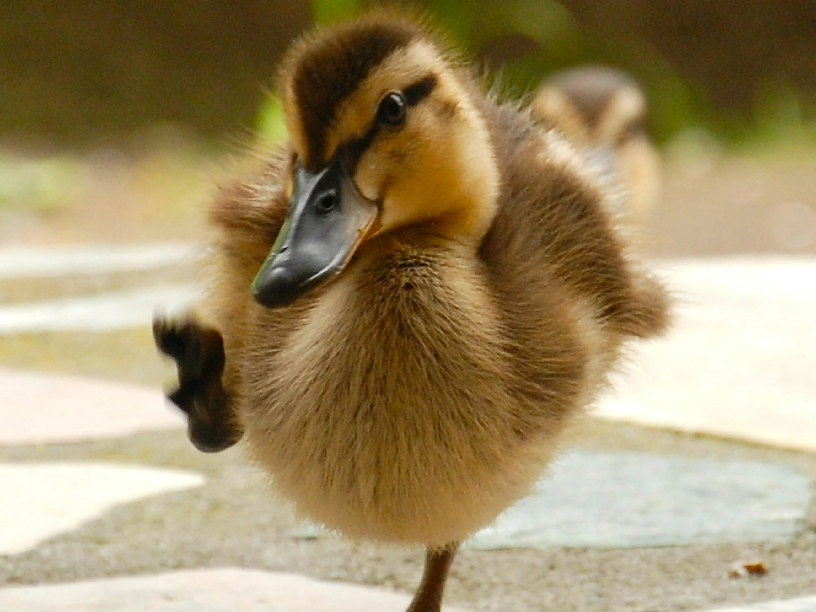 Pamiętasz „Brzydkie kaczątko”? Spróbuj sił w tym QUIZIE