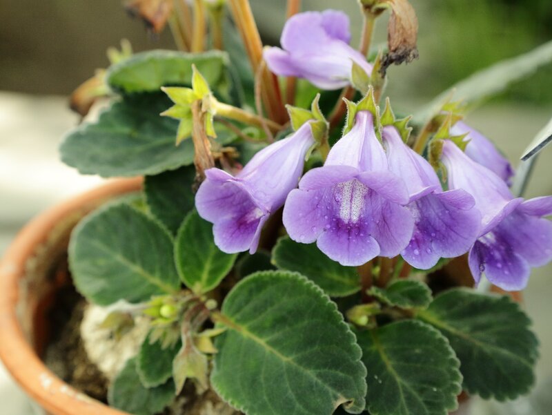 Gloksynia, Sinningia speciosa