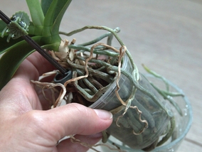 Jak uratować storczyka, któremu zgniły korzenie? Poradnik