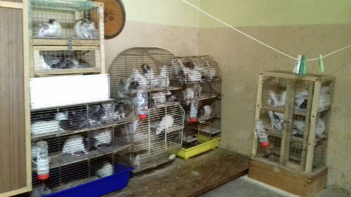 Szczury znalezione w Piotrkowie Trybunalskim 