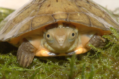 Miniatura: Żółwie czterookie przyszły na świat w...