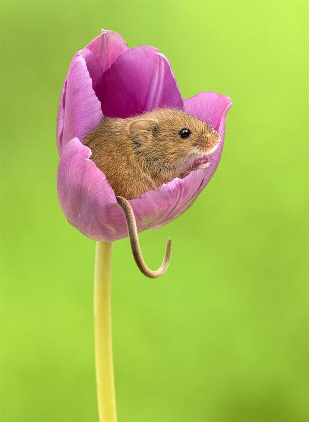 Badylarka pospolita figlująca w tulipanie 