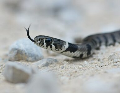 Miniatura: Plaga węży we włoskim mieście. Mieszkańcy...