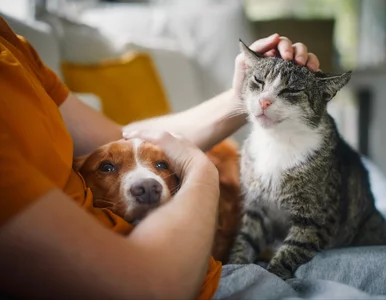 Miniatura: Rewolucja dla opiekunów psów i kotów. Oto,...