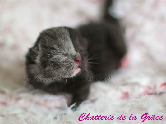 Miniatura: "Kot o dwóch twarzach"