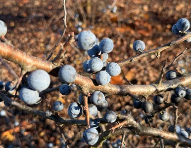 Miniatura: To „żelazny krzew” polskiego krajobrazu....