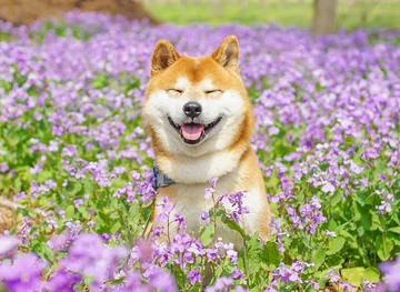 Hachi 