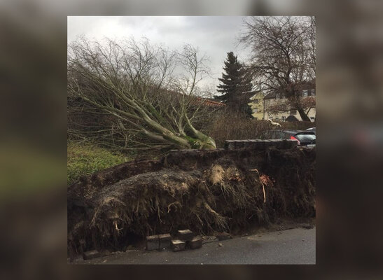 Miniatura: Orkan Frederike sieje spustoszenie