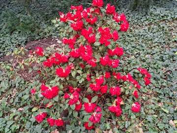 Ogród Botaniczny Uniwersytetu Warszawskiego w Warszawie 