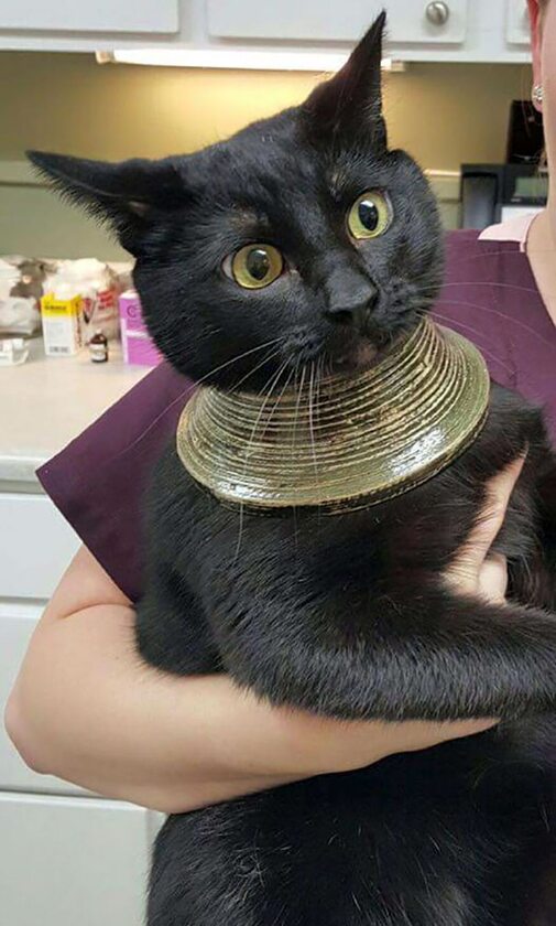 Kot w stylu egipskim Wszedł do wazy, potłukł ją, został z osobliwym naszyjnikiem.