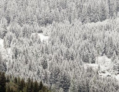 Miniatura: W Tatrach spadło 30 cm śniegu
