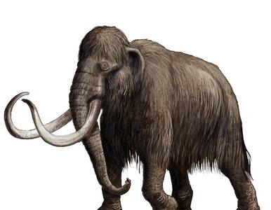 Miniatura: Cios mamuta sprzed 30 tys. lat znaleziony...