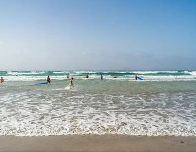 Miniatura: „Błękitne smoki” na europejskiej plaży....