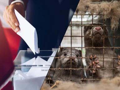 Miniatura: Zwierzęta nie głosują. To dlatego politycy...