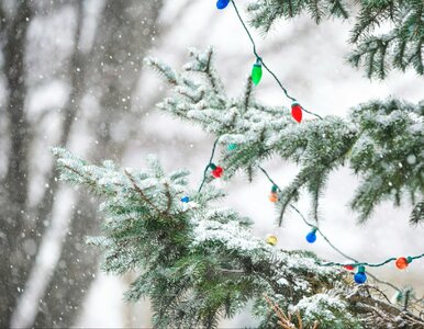 Miniatura: Prognoza na Święta Bożego Narodzenia....